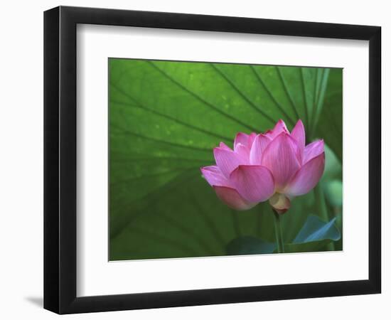 Ohga Lotus, Sankei-en Garden, Yokohama, Japan-Rob Tilley-Framed Photographic Print