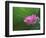 Ohga Lotus, Sankei-en Garden, Yokohama, Japan-Rob Tilley-Framed Photographic Print