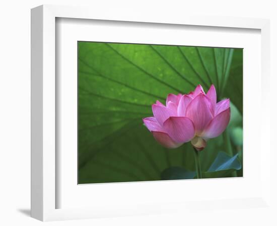 Ohga Lotus, Sankei-en Garden, Yokohama, Japan-Rob Tilley-Framed Photographic Print