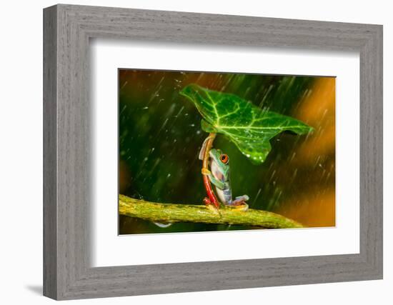 Ohh Noo :( It's Raining-Kutub Uddin-Framed Photographic Print