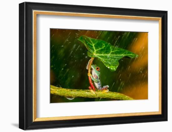 Ohh Noo :( It's Raining-Kutub Uddin-Framed Photographic Print