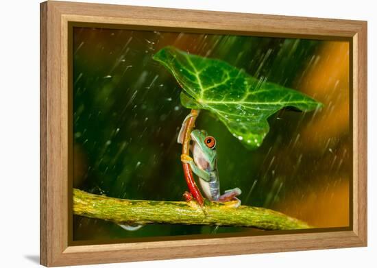 Ohh Noo :( It's Raining-Kutub Uddin-Framed Premier Image Canvas