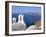 Oia (Ia), Island of Santorini (Thira), Cyclades Islands, Aegean, Greek Islands, Greece, Europe-Sergio Pitamitz-Framed Photographic Print