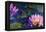 Oil Painting of Beautiful Lotus Flower-jannoon028-Framed Stretched Canvas