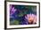 Oil Painting of Beautiful Lotus Flower-jannoon028-Framed Premium Giclee Print