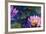 Oil Painting of Beautiful Lotus Flower-jannoon028-Framed Art Print