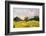 Oil Painting-????? ???????-Framed Photographic Print