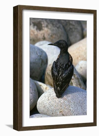 Oil Pollution in Cornwall-CM Dixon-Framed Photographic Print