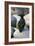 Oil Pollution in Cornwall-CM Dixon-Framed Photographic Print