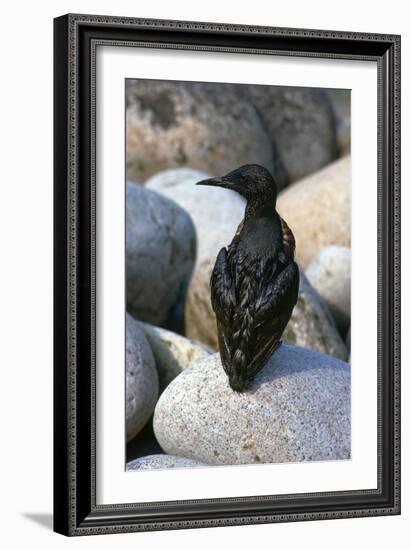 Oil Pollution in Cornwall-CM Dixon-Framed Photographic Print