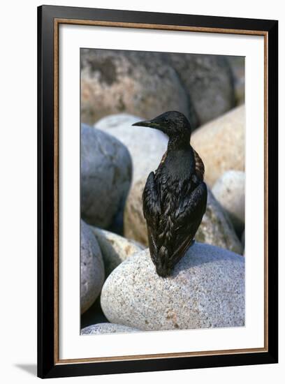 Oil Pollution in Cornwall-CM Dixon-Framed Photographic Print