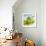 Oil Running onto Lettuce Leaves-Brigitte Wegner-Framed Photographic Print displayed on a wall