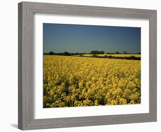 Oil Seed Rape Fields, Essex, England, United Kingdom-Fraser Hall-Framed Photographic Print