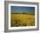 Oil Seed Rape Fields, Essex, England, United Kingdom-Fraser Hall-Framed Photographic Print