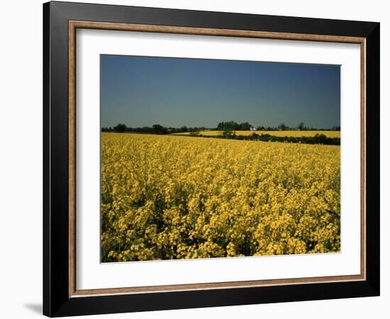Oil Seed Rape Fields, Essex, England, United Kingdom-Fraser Hall-Framed Photographic Print