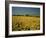 Oil Seed Rape Fields, Essex, England, United Kingdom-Fraser Hall-Framed Photographic Print