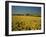 Oil Seed Rape Fields, Essex, England, United Kingdom-Fraser Hall-Framed Photographic Print