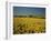 Oil Seed Rape Fields, Essex, England, United Kingdom-Fraser Hall-Framed Photographic Print