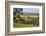 Oilseed Rape Fields and Sheep Above Cotswold Village, Guiting Power, Cotswolds-Stuart Black-Framed Photographic Print