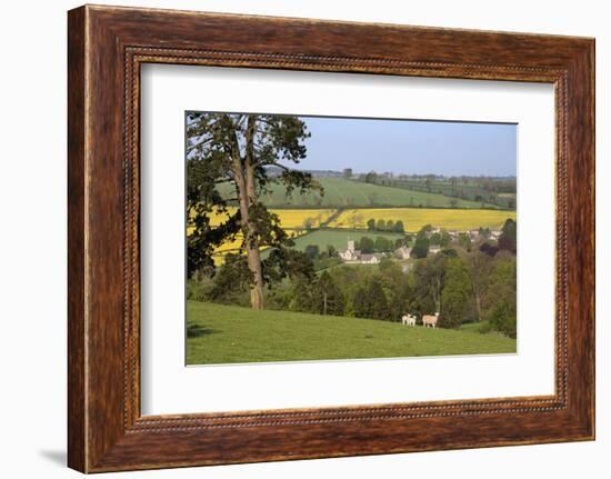 Oilseed Rape Fields and Sheep Above Cotswold Village, Guiting Power, Cotswolds-Stuart Black-Framed Photographic Print