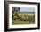 Oilseed Rape Fields and Sheep Above Cotswold Village, Guiting Power, Cotswolds-Stuart Black-Framed Photographic Print