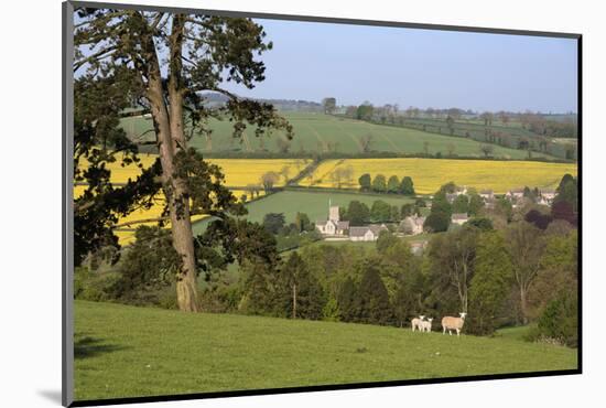 Oilseed Rape Fields and Sheep Above Cotswold Village, Guiting Power, Cotswolds-Stuart Black-Mounted Photographic Print