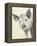 Oink-Albena Hristova-Framed Stretched Canvas