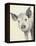 Oink-Albena Hristova-Framed Stretched Canvas