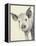 Oink-Albena Hristova-Framed Stretched Canvas