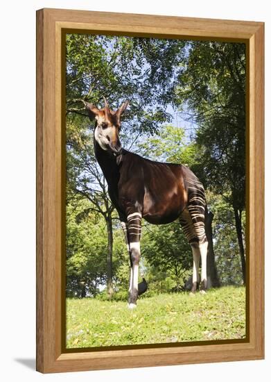 Okapi Male-null-Framed Premier Image Canvas