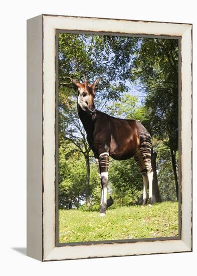 Okapi Male-null-Framed Premier Image Canvas