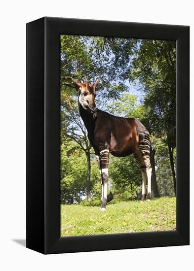 Okapi Male-null-Framed Premier Image Canvas
