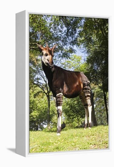 Okapi Male-null-Framed Premier Image Canvas