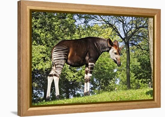 Okapi Male-null-Framed Premier Image Canvas