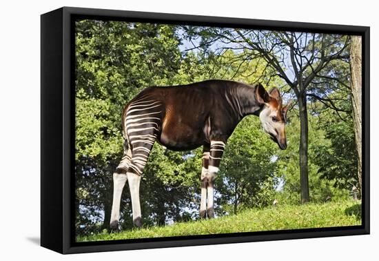 Okapi Male-null-Framed Premier Image Canvas