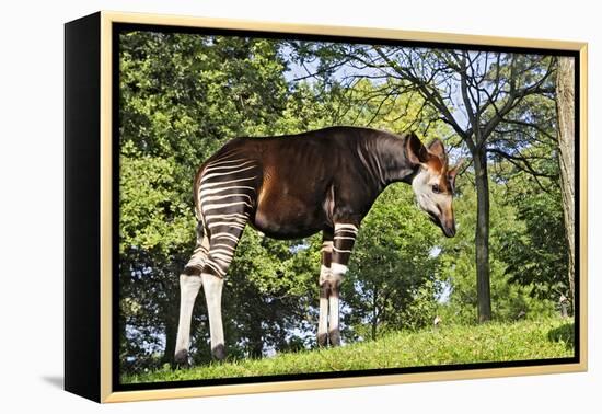 Okapi Male-null-Framed Premier Image Canvas