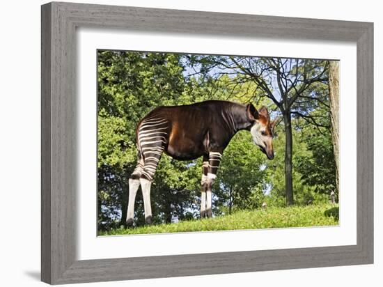 Okapi Male-null-Framed Photographic Print