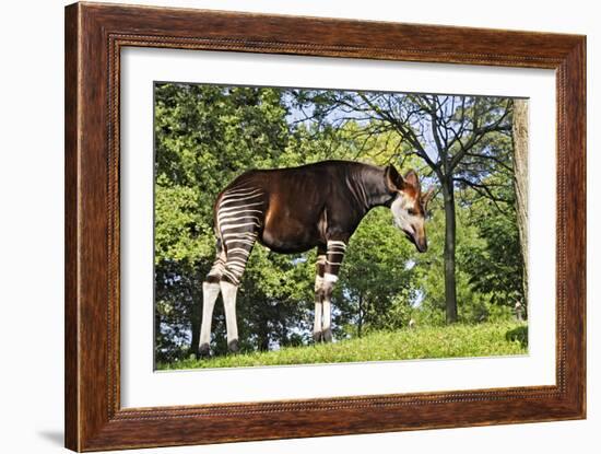 Okapi Male-null-Framed Photographic Print