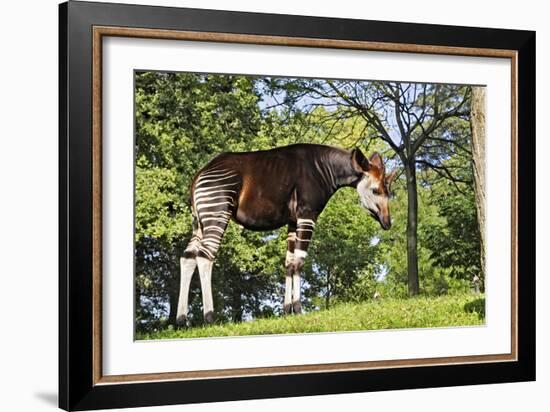 Okapi Male-null-Framed Photographic Print