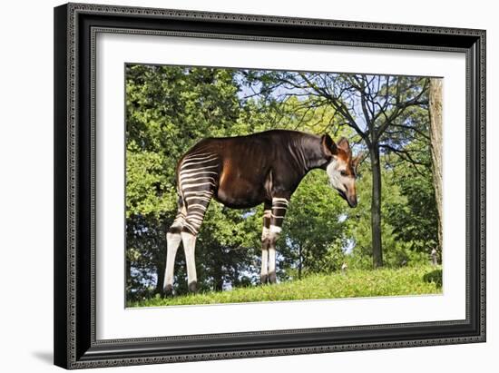 Okapi Male-null-Framed Photographic Print