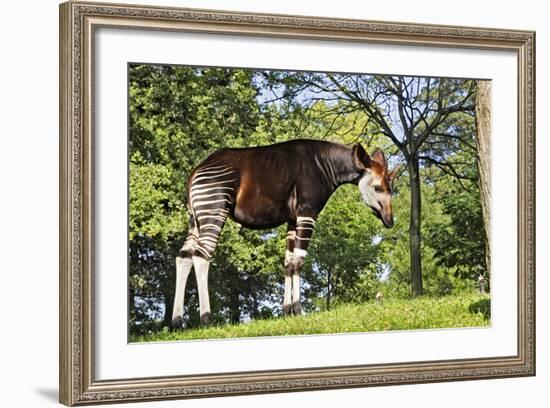 Okapi Male-null-Framed Photographic Print