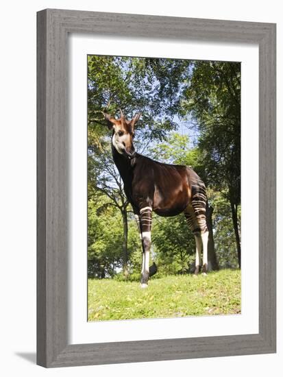 Okapi Male-null-Framed Photographic Print