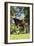 Okapi Male-null-Framed Photographic Print