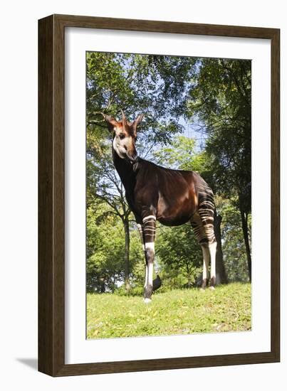 Okapi Male-null-Framed Photographic Print