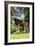 Okapi Male-null-Framed Photographic Print