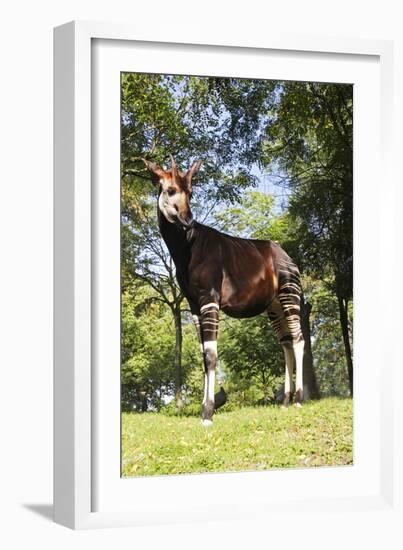 Okapi Male-null-Framed Photographic Print