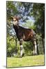 Okapi Male-null-Mounted Photographic Print