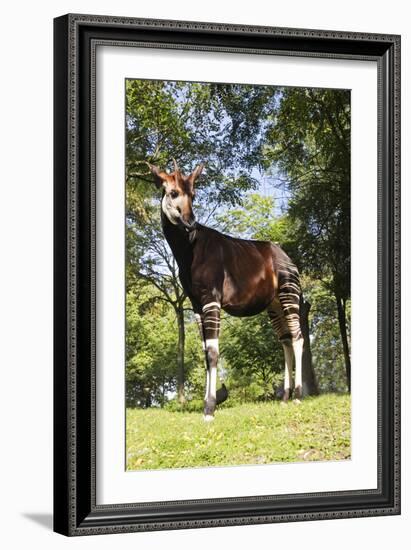 Okapi Male-null-Framed Photographic Print