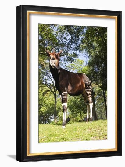 Okapi Male-null-Framed Photographic Print
