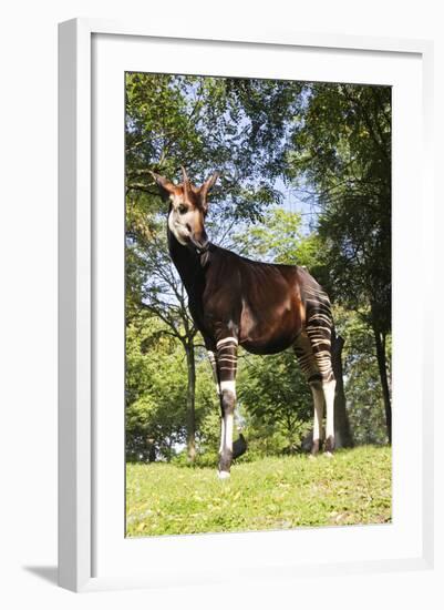 Okapi Male-null-Framed Photographic Print